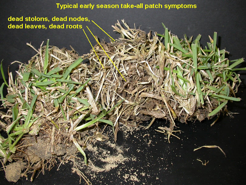 Problems with discovery bermuda grass