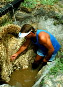 Turf roots in water table