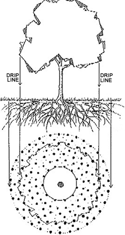 tree root deep trees fertilization roots soil fertilizer dripline texas austin care irrigation primary fertilizing injection