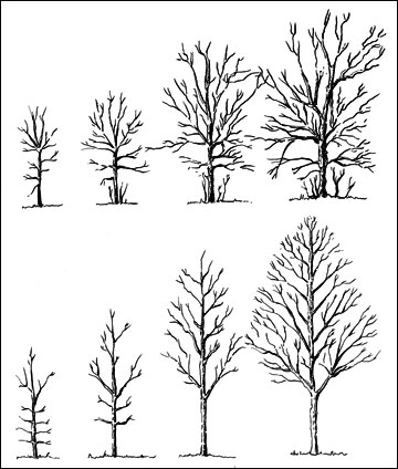 When do you conduct fruit tree maintenance?