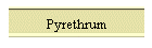 Pyrethrum