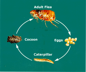 flea life cycle.GIF (25536 bytes)