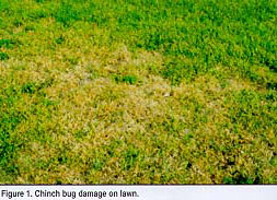 Chinch Bugs In St. Augustine Lawns Austin