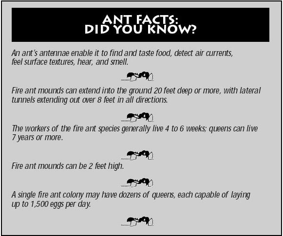 fire ants austin