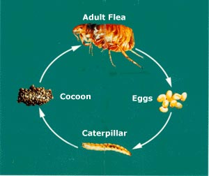 Flea And Tick Control Austin