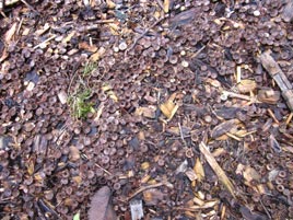 Fungus in Mulch Austin