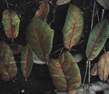 Oak Wilt Identify Austin