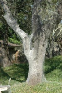 Pesticide Injections Into Tree Trunks in Austin, TX