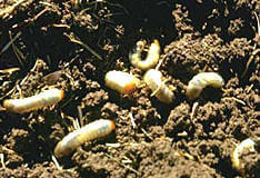 Grub Worms Infestation