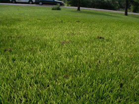 Yellow St. Augustine Grass Austin