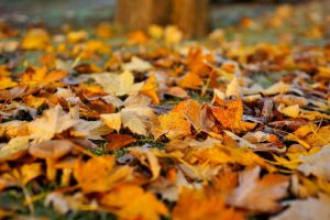 Leaves Changing Color In The Fall in Austin, TX